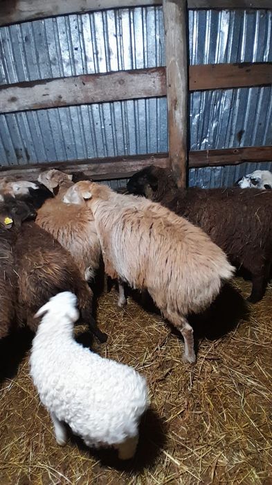 Продам кошкар 2г