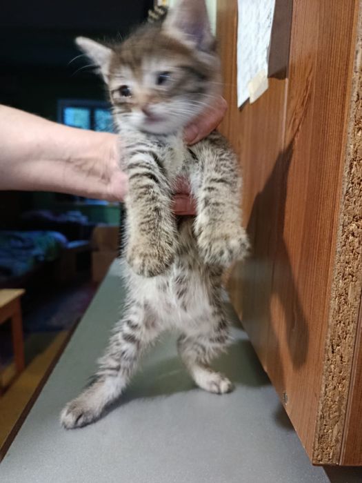 Отдам в добрые руки Котят.
