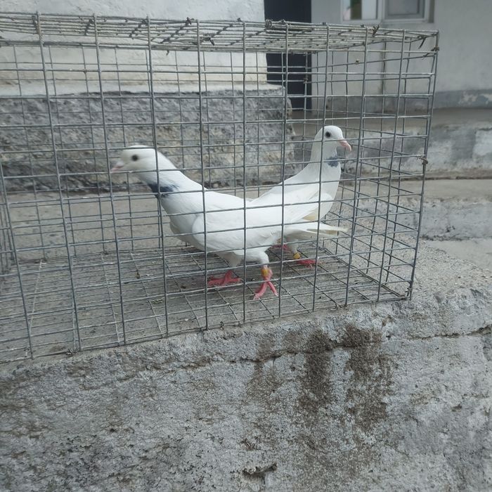 Бели Иран пара гатовый лет с игрой