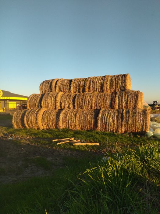 Бали ечемична ,житна слама и царевичак