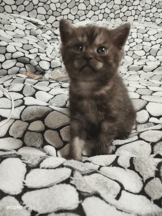 Продаються шотландские Котята
