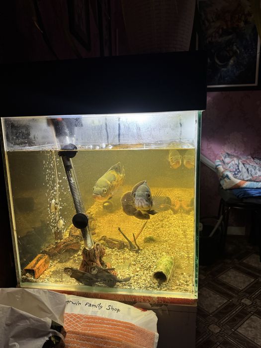 Аквариум 320 литров с рыбками