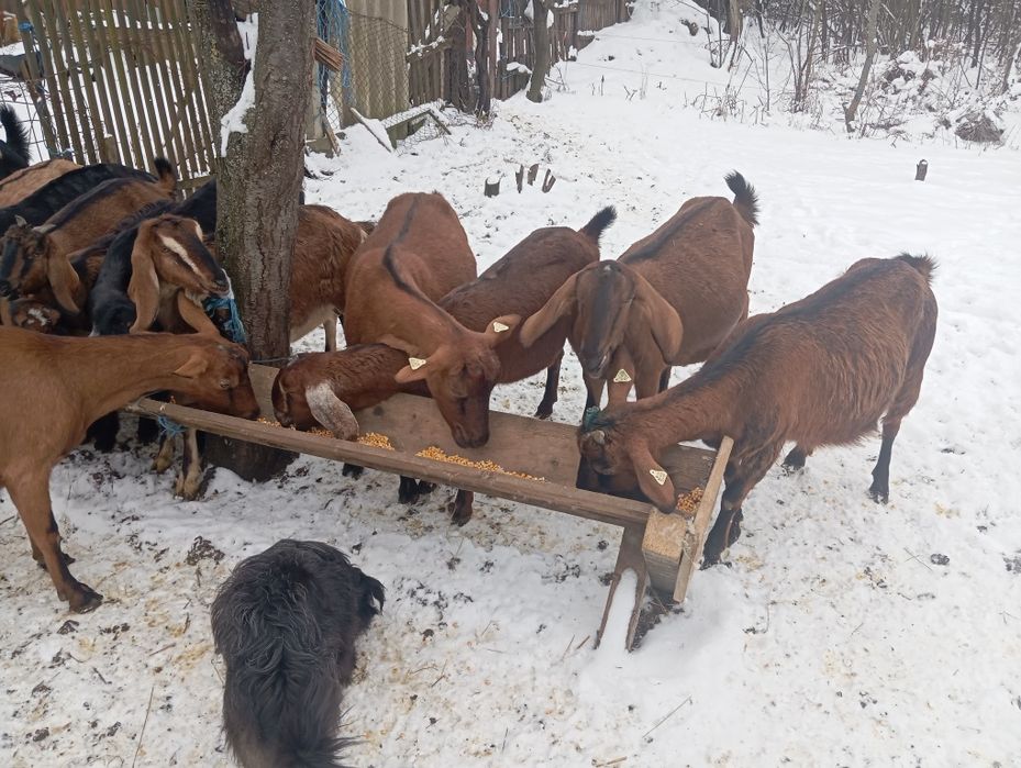 Iezi anglonubieni și Alpini