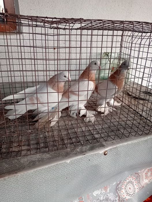 Голуби бойные породные