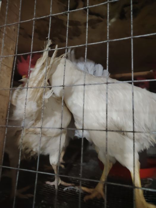 Продаю петухов Легорн