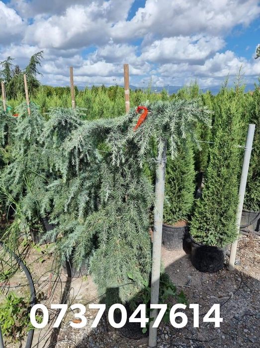 Tuia leylandi ideal pt gard viu perdele