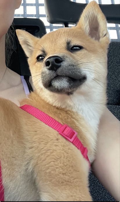 Puiuti de Shiba Inu