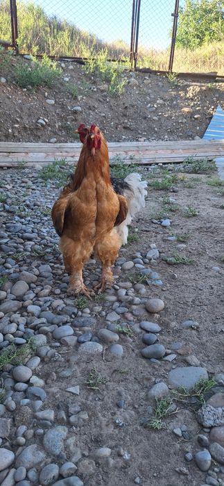 Brama hoʻroz qoni tozza