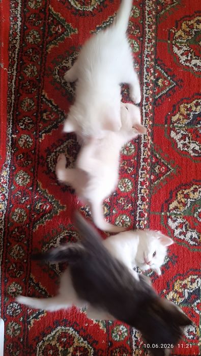 Продаются котята