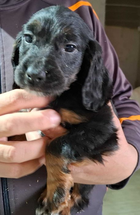 Продавам кокер шпаньол