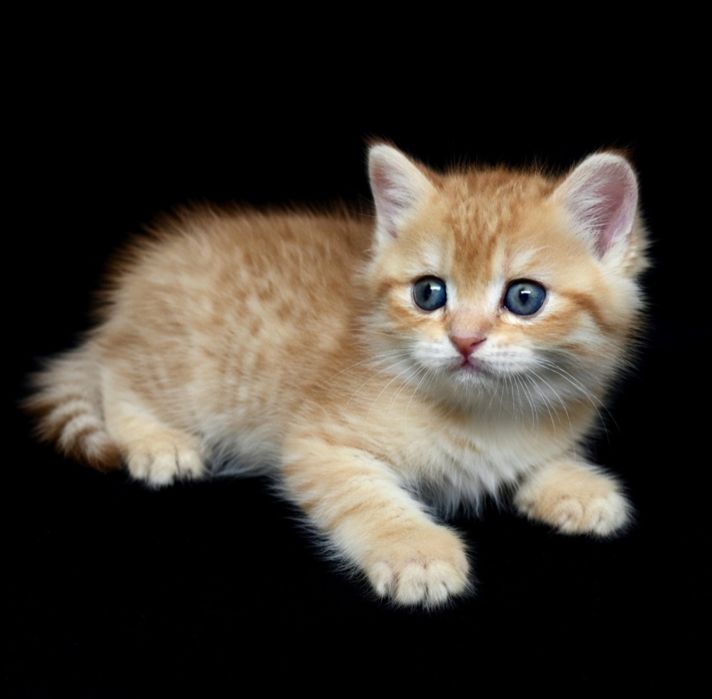 Британские  девули.пареньки.