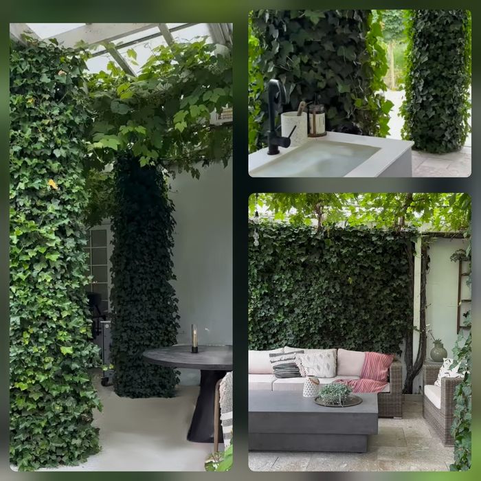 Плющ вечно зелёный