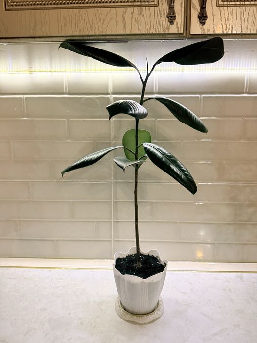 Продам цветы комнатные