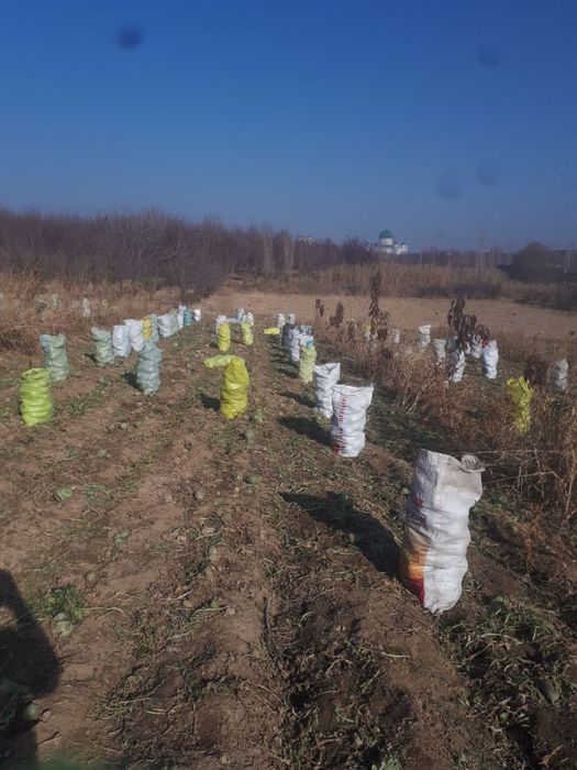 Turup Toshkent Nazarbek