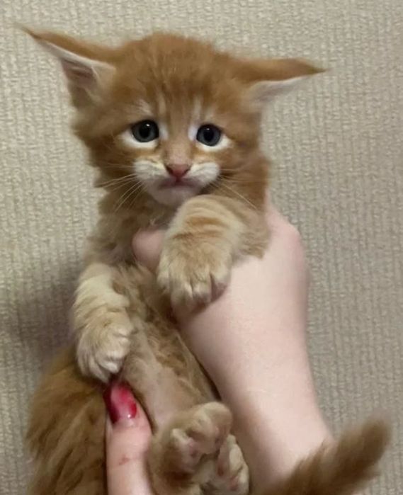 Продам котят мейнкуна