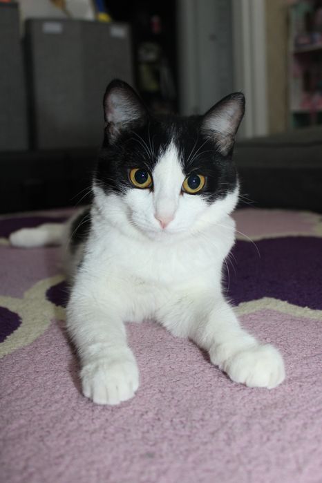 Отдам кошечку в хороший руки