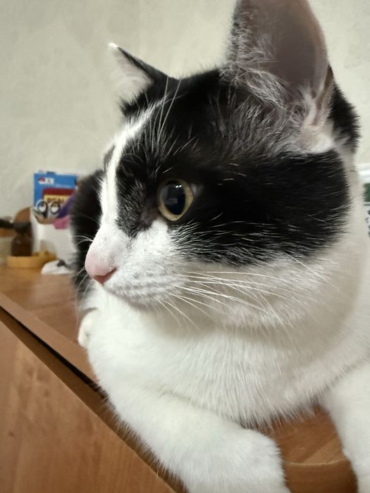 Отдам кота в добрые руки