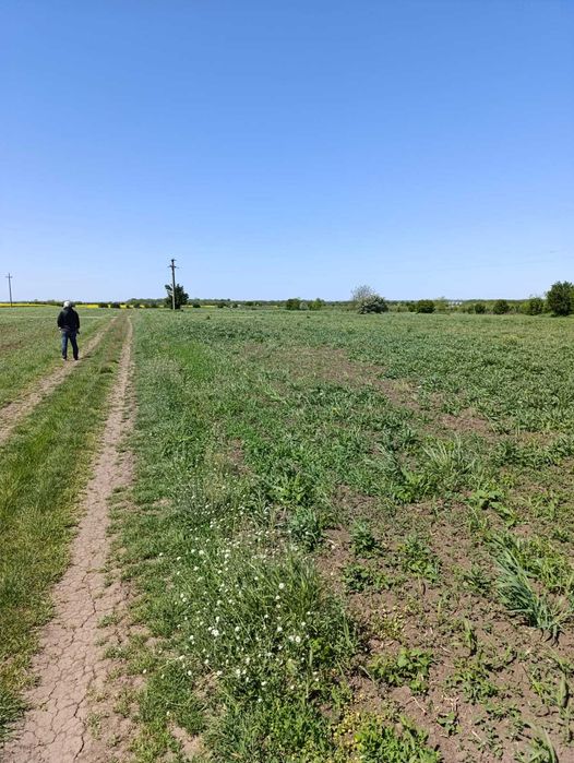 Teren intravilan în Giurgiu