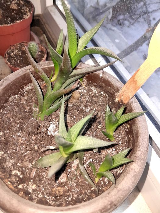 Кактус и сукуленты