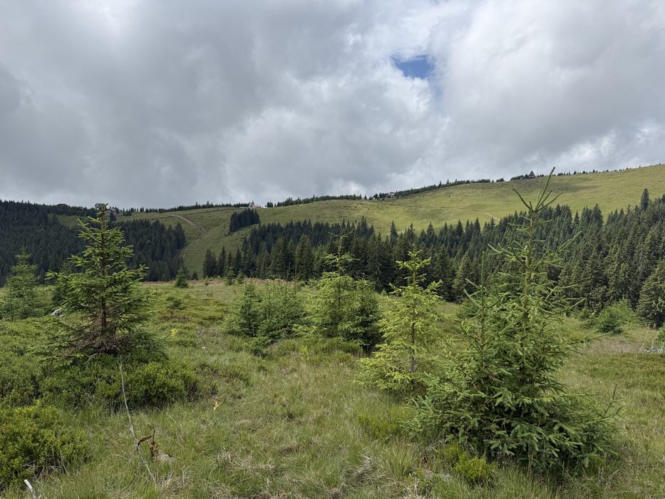 Cedez concesiune lot vf roman bolca 3