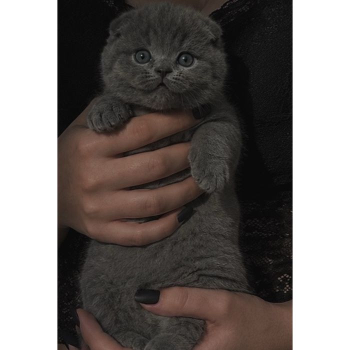 Продам шикарных шотландских вислоухих котят!