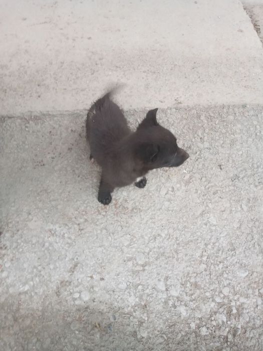 Отдам щенка (девочку) в добрые руки