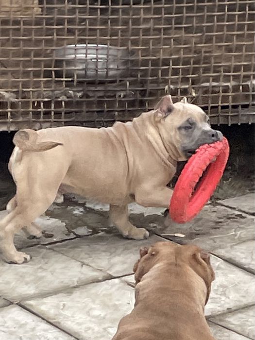 Американский булли