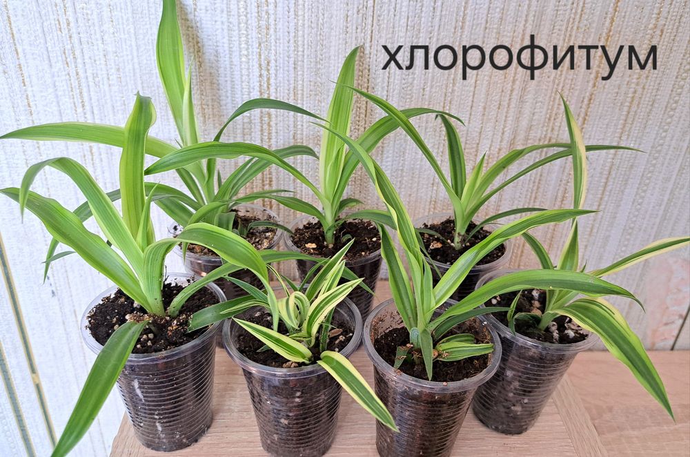 Продам хлорофитум 500тн.