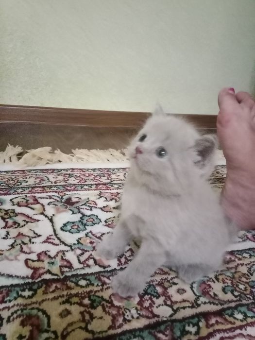 Котенок скотиш фолд