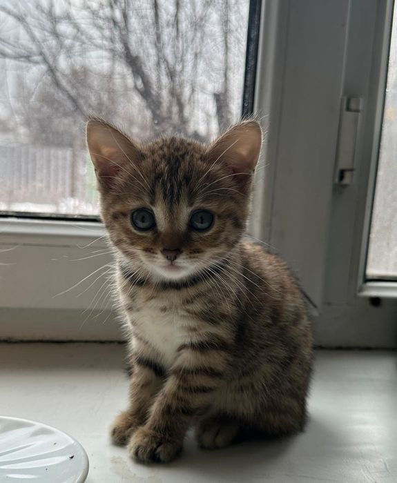 Продам бенгальских котят