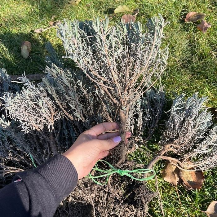 Butași de Lavadă  Sevtopolis Anul 3 Butași cu tufă mare de Vânzare