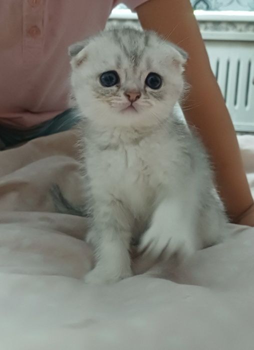 скоттиш фолд серебристый шиншилла