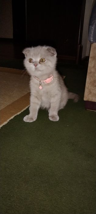 Kelishamiz. Skottish Fold