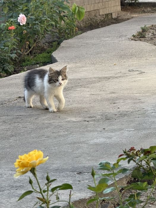 Мушук болалари текин