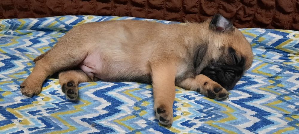 Продам щенков мопса.