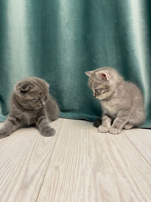 Котята шотландские