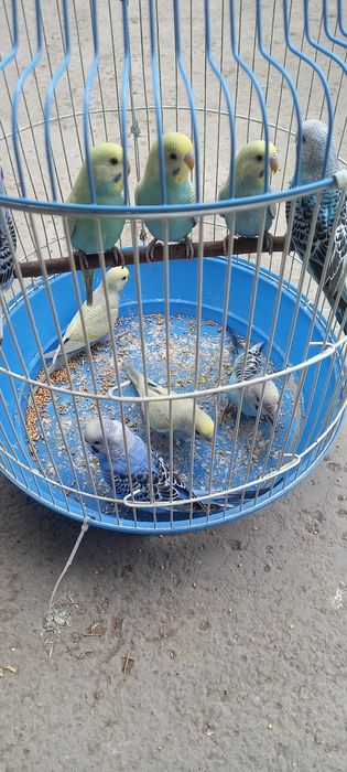 Радужныйлар  сотилади