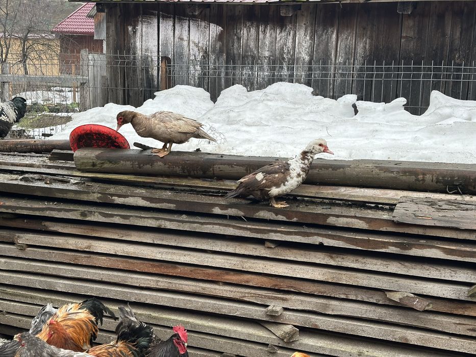 Gaste si rate de vanzare