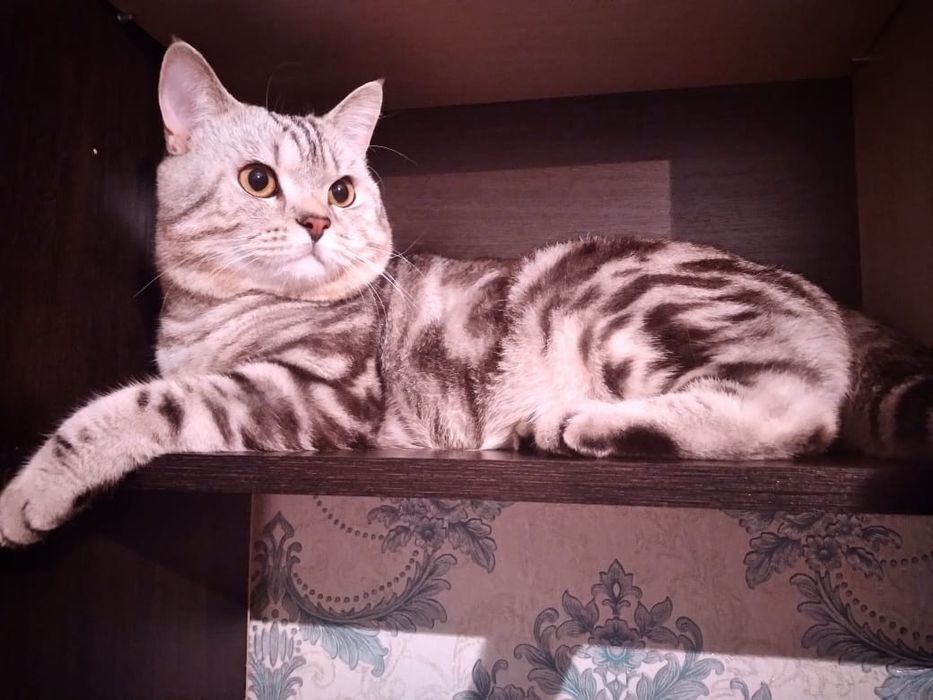 Кот, шотландский прямоухий