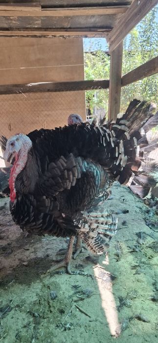 Kurka xoʻroz [85 000 soʻm-kg]