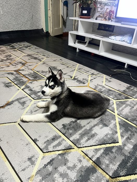 Хаски девочка 3 месяца