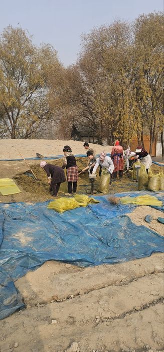 Silos sotiladi 18_20 kg