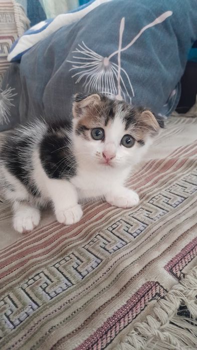 Продам котят шотландских вислоухих