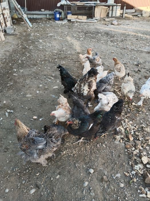 Ылғал колготки порно