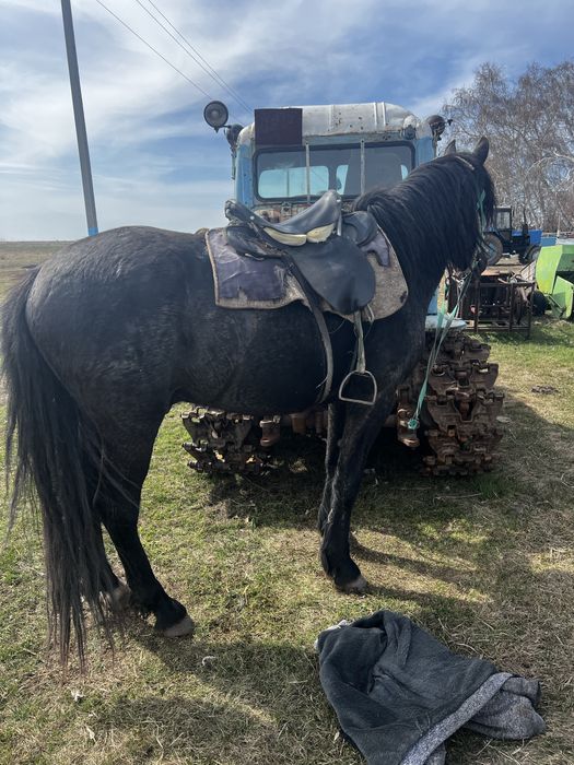 Продам табун лошодей