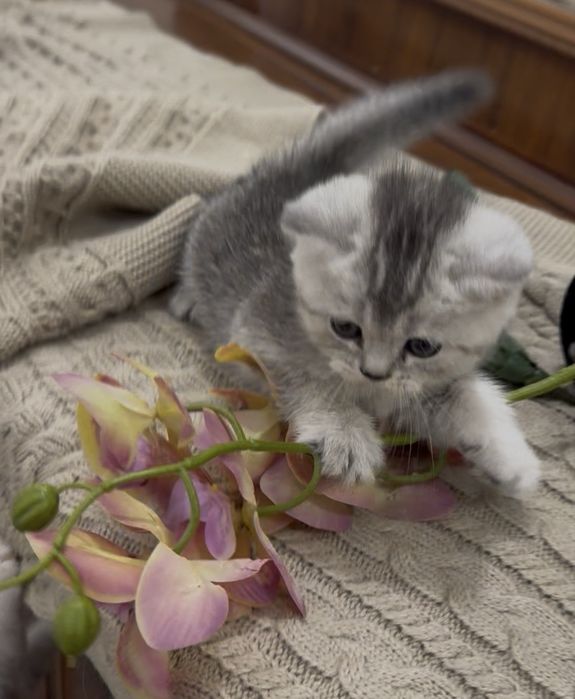 Шиншилла кошка shinshilla mushuk