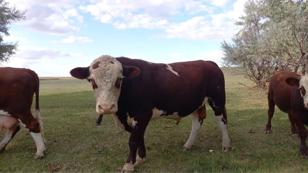 Продам бычка 2,5 года