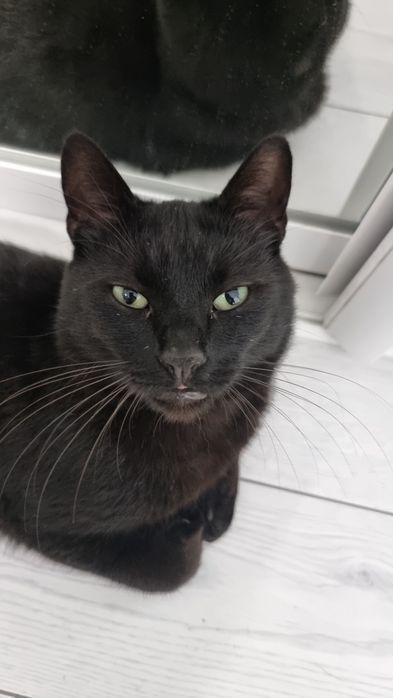 Motanel foarte afectuos isi cauta casuta permanenta cu curte