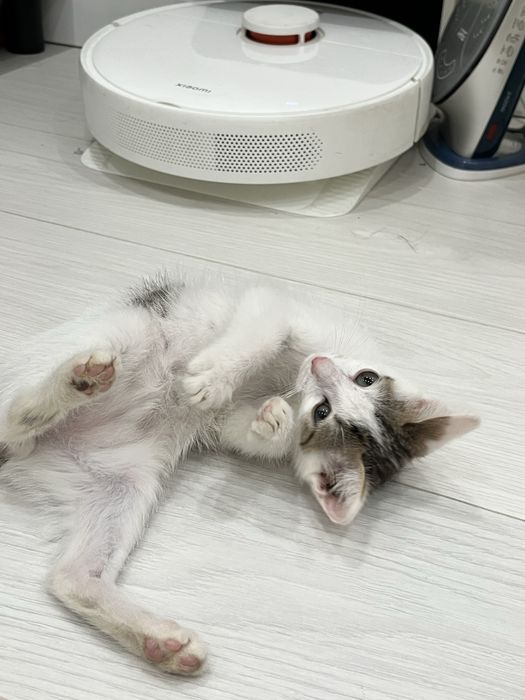 Отдаю котенка,в добрые руки