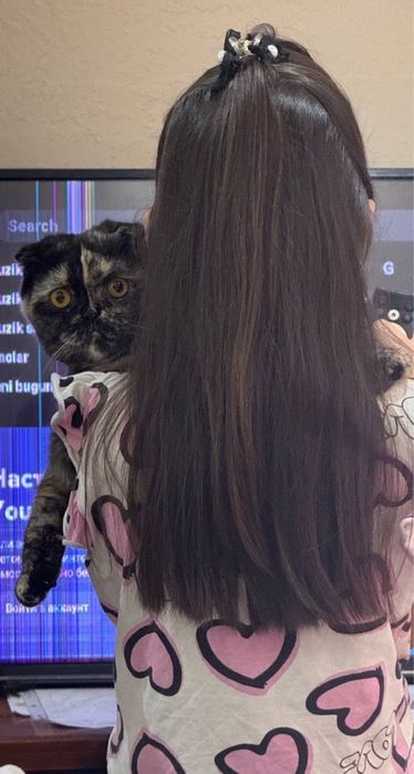 Вислоухие котята!!! БРИТАНЦЫ